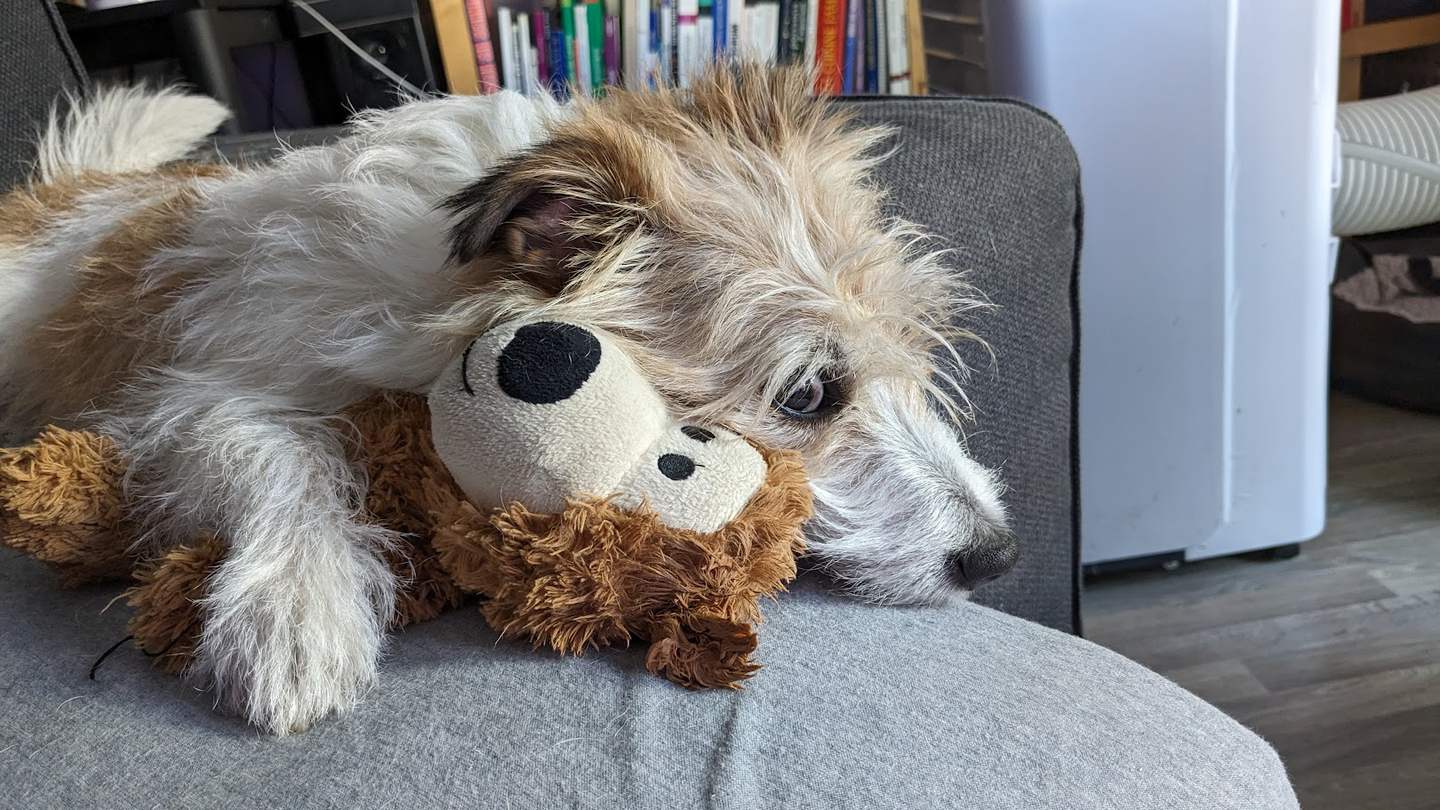 Le chien avec sa peluche