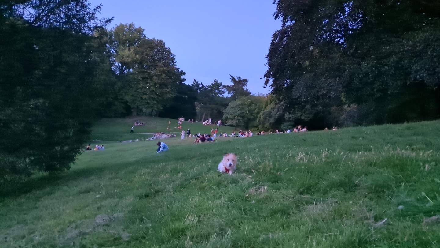 Pelouse d'un parc en fin de journee